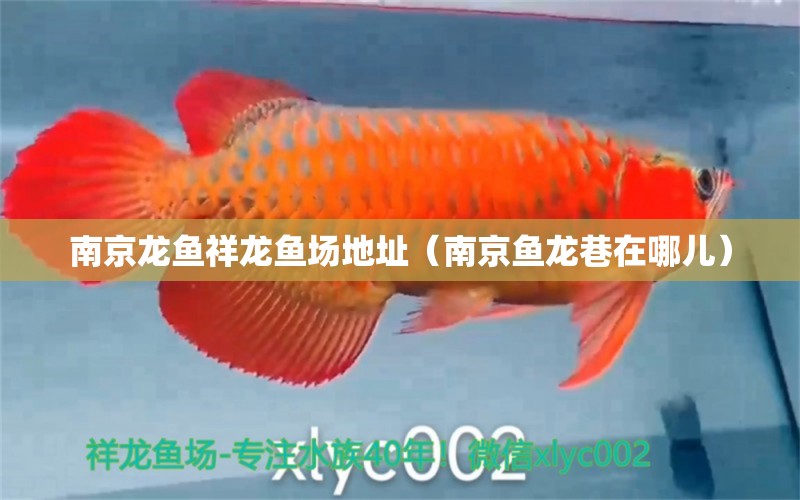 南京龍魚祥龍魚場(chǎng)地址（南京魚龍巷在哪兒） 廣州觀賞魚批發(fā)市場(chǎng) 第1張