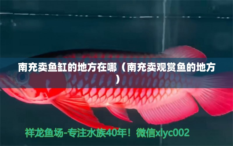 南充賣魚(yú)缸的地方在哪（南充賣觀賞魚(yú)的地方） 紅眼黃化幽靈火箭魚(yú)|皇家火箭魚(yú)