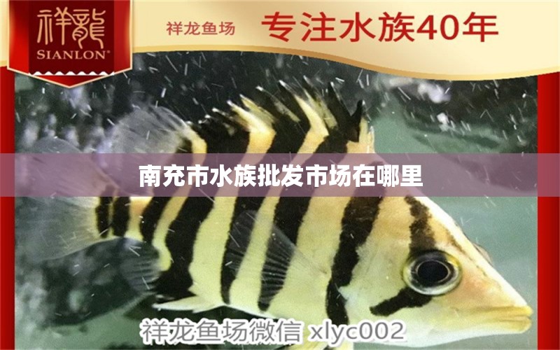 南充市水族批發(fā)市場在哪里