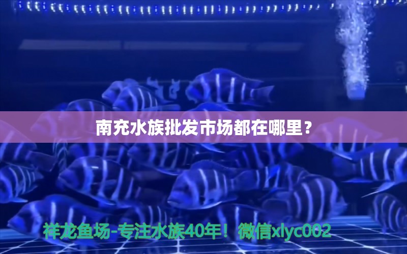 南充水族批發(fā)市場(chǎng)都在哪里？