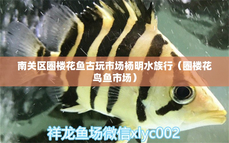 南關(guān)區(qū)圈樓花魚(yú)古玩市場(chǎng)楊明水族行（圈樓花鳥(niǎo)魚(yú)市場(chǎng)） 全國(guó)水族館企業(yè)名錄