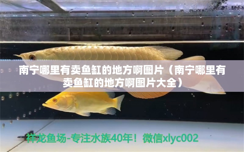 南寧哪里有賣(mài)魚(yú)缸的地方啊圖片（南寧哪里有賣(mài)魚(yú)缸的地方啊圖片大全） 祥龍水族醫(yī)院