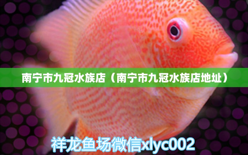 南寧市九冠水族店（南寧市九冠水族店地址）