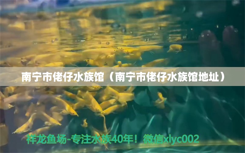 南寧市佬仔水族館（南寧市佬仔水族館地址）