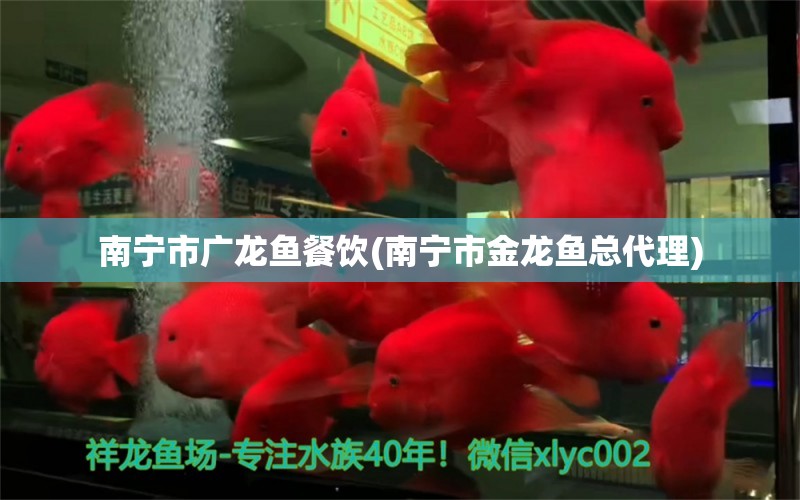 南寧市廣龍魚餐飲(南寧市金龍魚總代理) 紅頭利魚