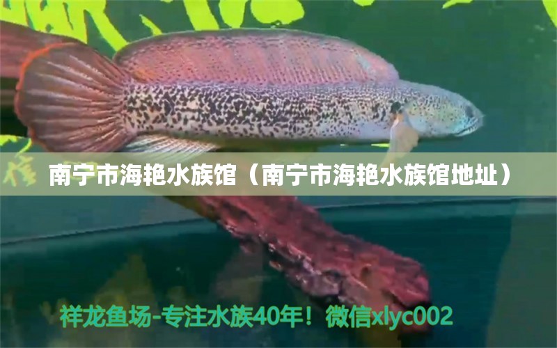 南寧市海艷水族館（南寧市海艷水族館地址） 全國(guó)水族館企業(yè)名錄