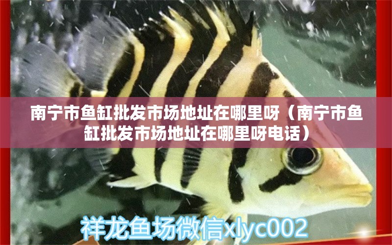 南寧市魚缸批發(fā)市場地址在哪里呀（南寧市魚缸批發(fā)市場地址在哪里呀電話） 祥龍水族醫(yī)院