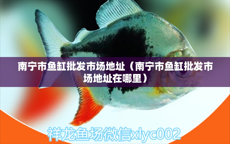 南寧市魚缸批發(fā)市場(chǎng)地址（南寧市魚缸批發(fā)市場(chǎng)地址在哪里） 豬鼻龜