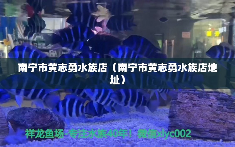 南寧市黃志勇水族店（南寧市黃志勇水族店地址） 全國(guó)水族館企業(yè)名錄