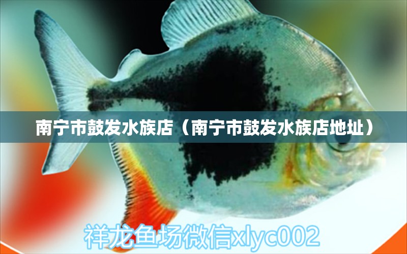 南寧市鼓發(fā)水族店（南寧市鼓發(fā)水族店地址） 全國水族館企業(yè)名錄