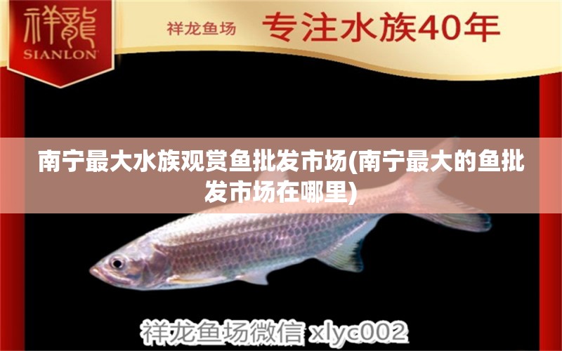 南寧最大水族觀賞魚批發(fā)市場(chǎng)(南寧最大的魚批發(fā)市場(chǎng)在哪里) 觀賞魚批發(fā)