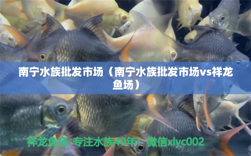 南寧水族批發(fā)市場（南寧水族批發(fā)市場vs祥龍魚場） 觀賞魚水族批發(fā)市場