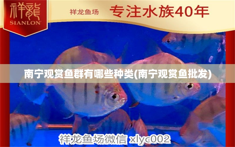 南寧觀賞魚群有哪些種類(南寧觀賞魚批發(fā)) 觀賞魚批發(fā)