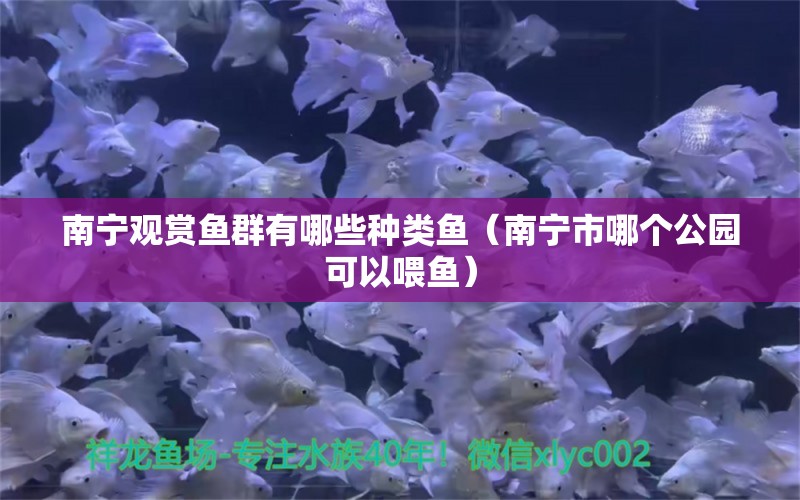 南寧觀賞魚群有哪些種類魚（南寧市哪個公園可以喂魚）