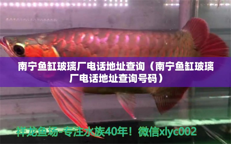 南寧魚缸玻璃廠電話地址查詢（南寧魚缸玻璃廠電話地址查詢號碼） 稀有紅龍品種