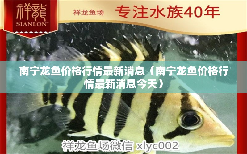 南寧龍魚價(jià)格行情最新消息（南寧龍魚價(jià)格行情最新消息今天） 量子養(yǎng)魚技術(shù)