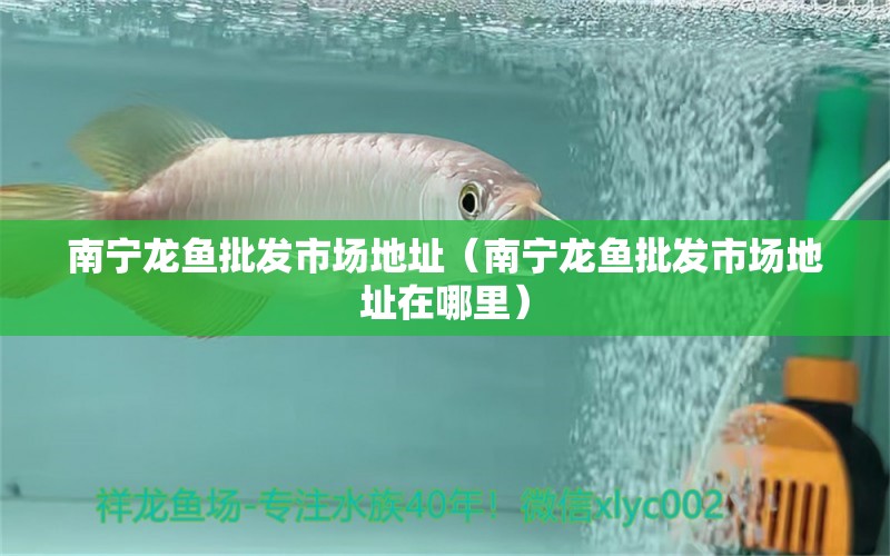 南寧龍魚批發(fā)市場(chǎng)地址（南寧龍魚批發(fā)市場(chǎng)地址在哪里）