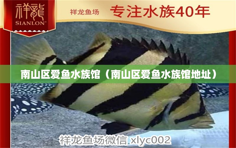 南山區(qū)愛魚水族館（南山區(qū)愛魚水族館地址） 全國水族館企業(yè)名錄