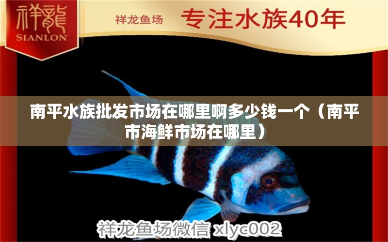 南平水族批發(fā)市場(chǎng)在哪里啊多少錢(qián)一個(gè)（南平市海鮮市場(chǎng)在哪里）