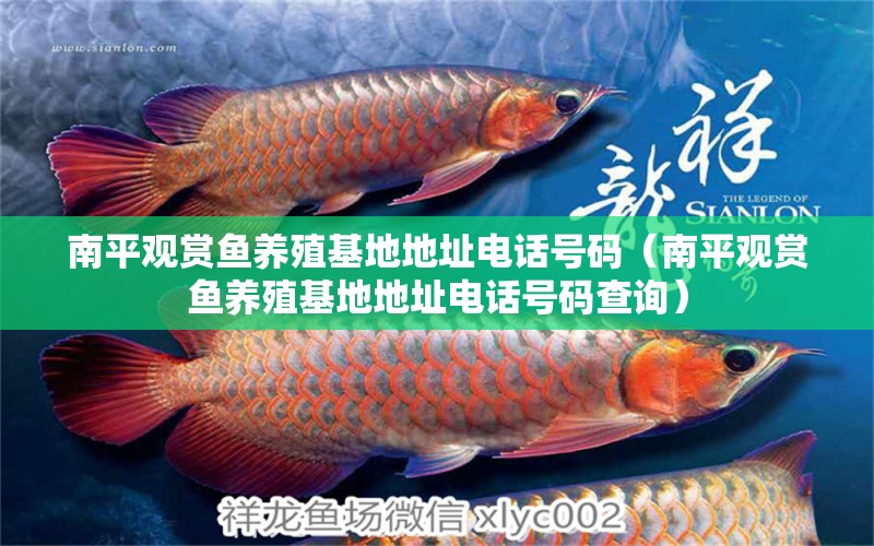 南平觀賞魚養(yǎng)殖基地地址電話號(hào)碼（南平觀賞魚養(yǎng)殖基地地址電話號(hào)碼查詢） 龍鳳鯉魚