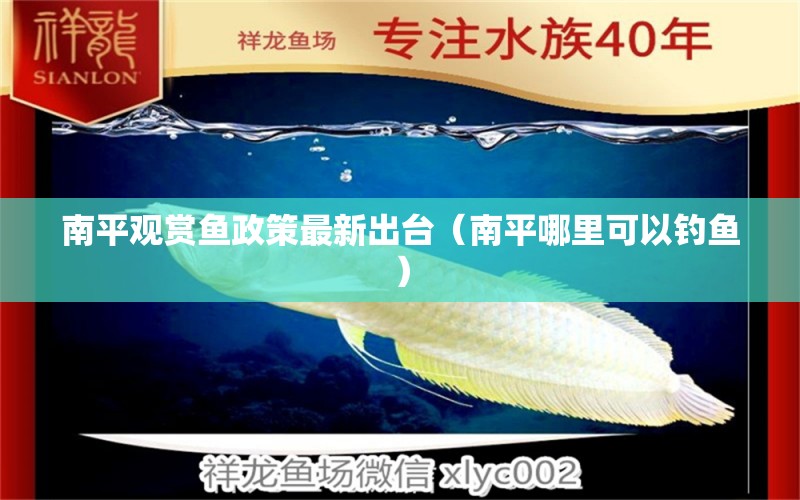 南平觀賞魚政策最新出臺(tái)（南平哪里可以釣魚） 紅勾銀版魚