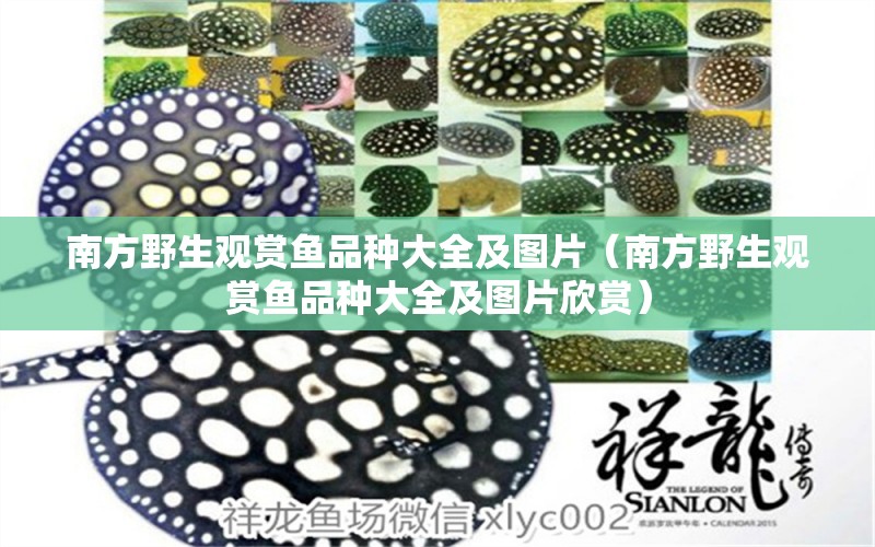 南方野生觀賞魚品種大全及圖片（南方野生觀賞魚品種大全及圖片欣賞）