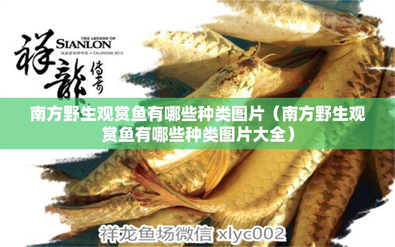 南方野生觀賞魚有哪些種類圖片（南方野生觀賞魚有哪些種類圖片大全） 海象魚