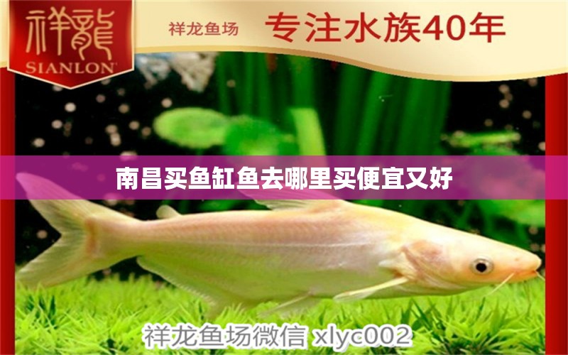 南昌買魚缸魚去哪里買便宜又好 水族問答