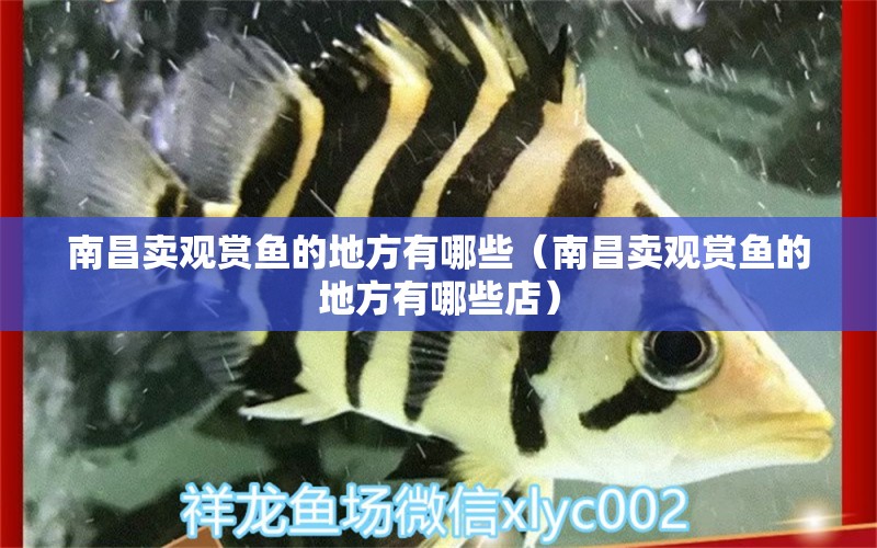 南昌賣(mài)觀賞魚(yú)的地方有哪些（南昌賣(mài)觀賞魚(yú)的地方有哪些店）