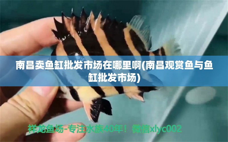 南昌賣魚缸批發(fā)市場在哪里啊(南昌觀賞魚與魚缸批發(fā)市場) 蝴蝶鯉魚苗