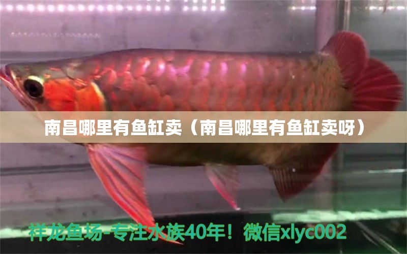 南昌哪里有魚缸賣（南昌哪里有魚缸賣呀） 其他品牌魚缸