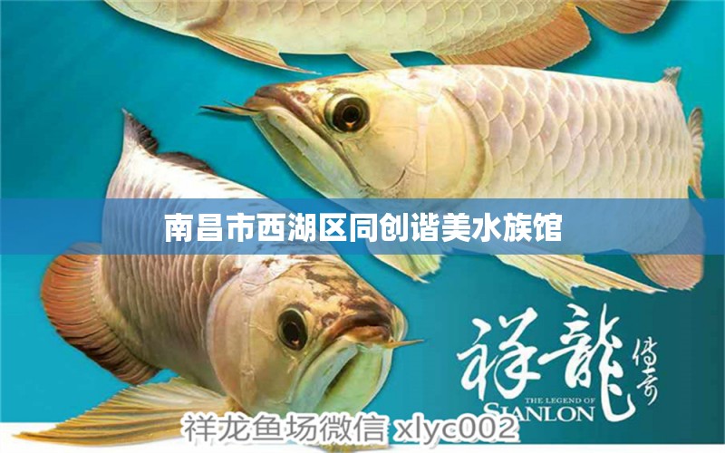 南昌市西湖區(qū)同創(chuàng)諧美水族館 全國水族館企業(yè)名錄