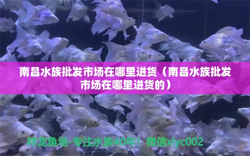 南昌水族批發(fā)市場(chǎng)在哪里進(jìn)貨（南昌水族批發(fā)市場(chǎng)在哪里進(jìn)貨的） 觀賞魚水族批發(fā)市場(chǎng)