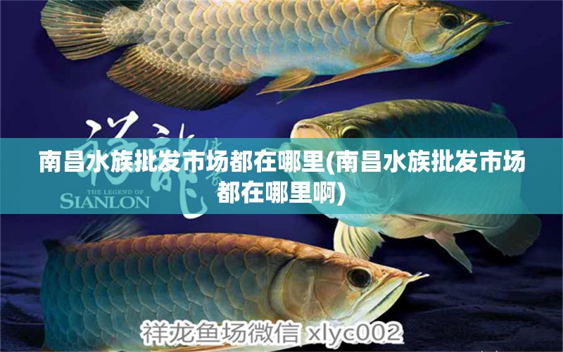 南昌水族批發(fā)市場都在哪里(南昌水族批發(fā)市場都在哪里啊) 觀賞魚水族批發(fā)市場