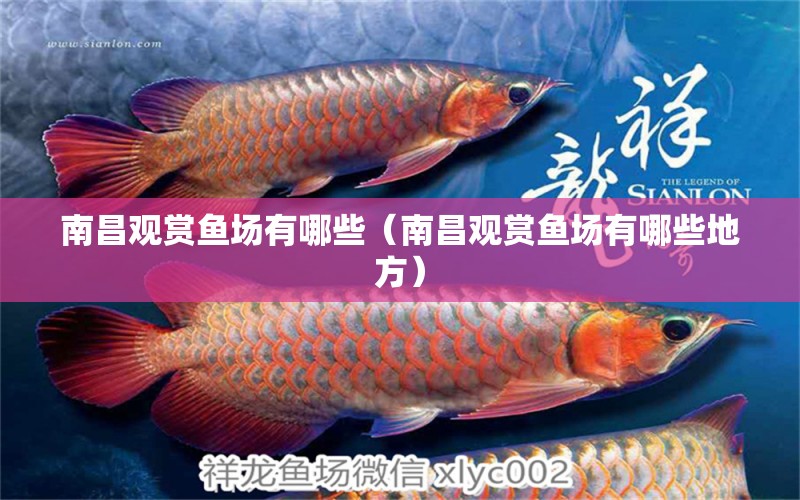 南昌觀賞魚場有哪些（南昌觀賞魚場有哪些地方）