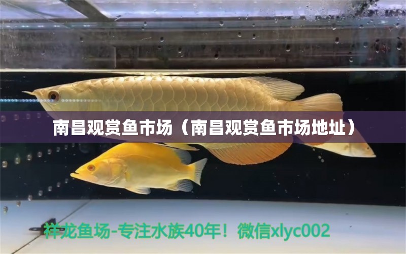 南昌觀賞魚市場（南昌觀賞魚市場地址） 觀賞魚市場（混養(yǎng)魚）