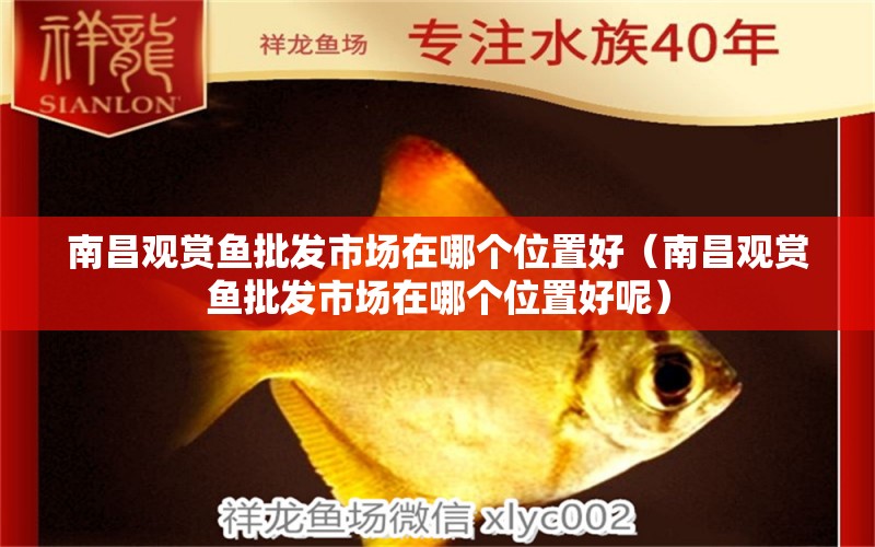 南昌觀賞魚(yú)批發(fā)市場(chǎng)在哪個(gè)位置好（南昌觀賞魚(yú)批發(fā)市場(chǎng)在哪個(gè)位置好呢）