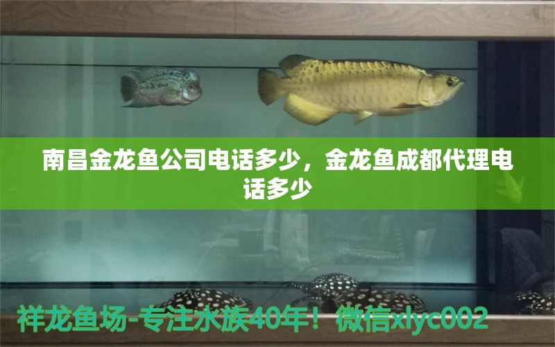 南昌金龍魚公司電話多少，金龍魚成都代理電話多少 羅漢魚