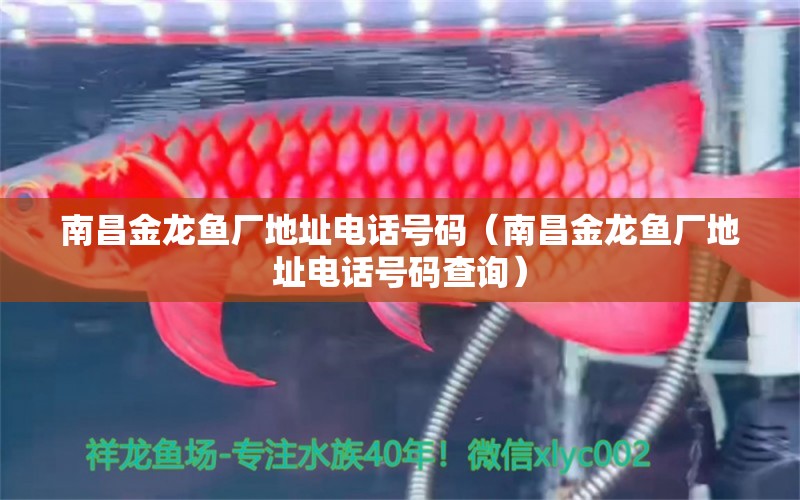 南昌金龍魚廠地址電話號(hào)碼（南昌金龍魚廠地址電話號(hào)碼查詢）