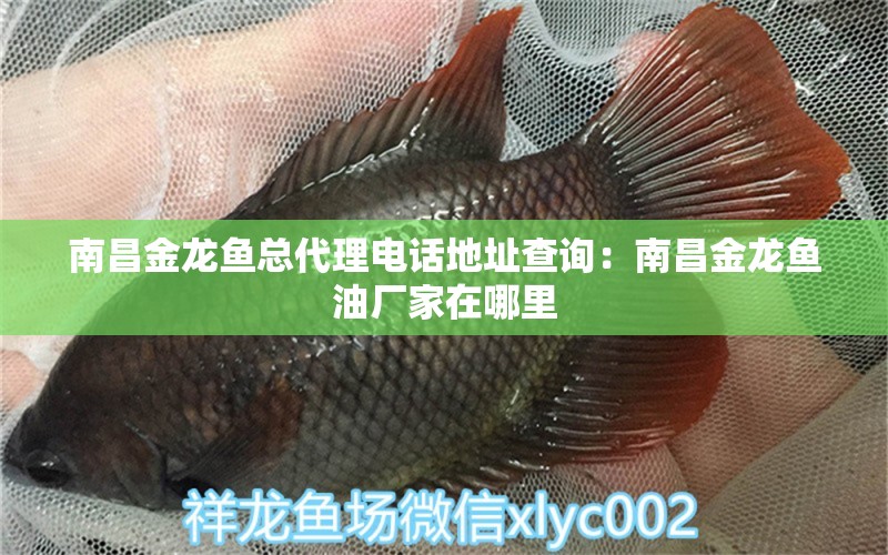 南昌金龍魚總代理電話地址查詢：南昌金龍魚油廠家在哪里 觀賞魚市場(chǎng) 第2張