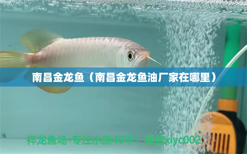 南昌金龍魚（南昌金龍魚油廠家在哪里） 銀河星鉆魚