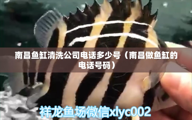 南昌魚(yú)缸清洗公司電話多少號(hào)（南昌做魚(yú)缸的電話號(hào)碼） 黃金達(dá)摩魚(yú)