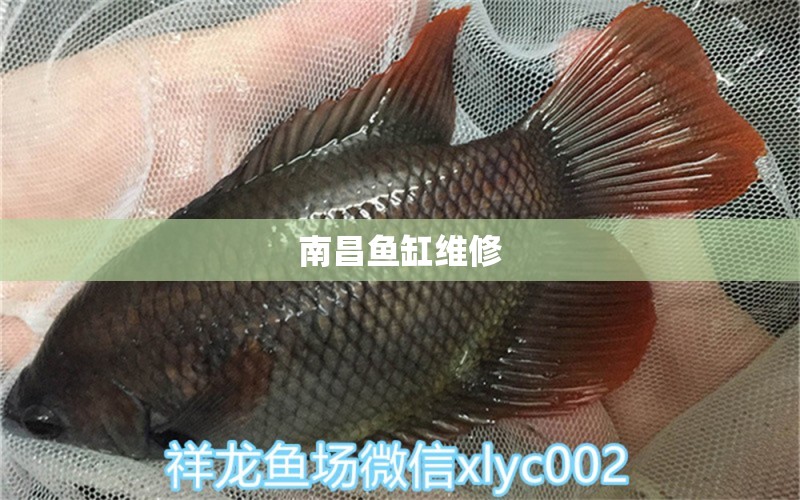 南昌魚缸維修 其他品牌魚缸