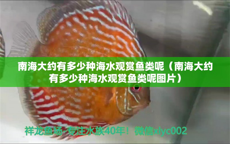 南海大約有多少種海水觀賞魚類呢（南海大約有多少種海水觀賞魚類呢圖片）