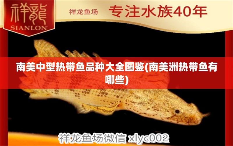 南美中型熱帶魚品種大全圖鑒(南美洲熱帶魚有哪些)