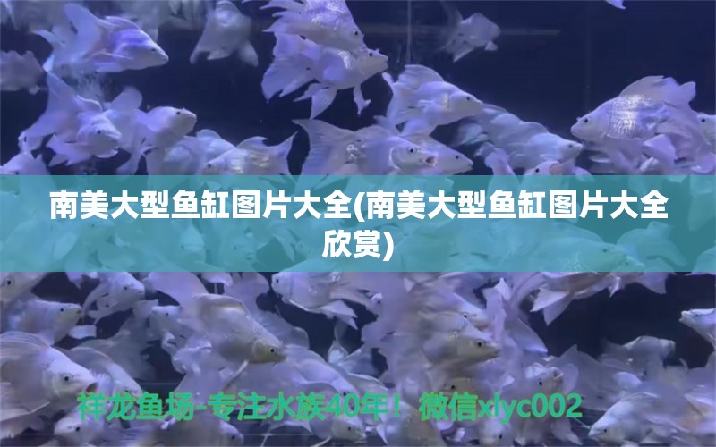 南美大型魚缸圖片大全(南美大型魚缸圖片大全欣賞) ?；?異型虎魚/純色虎魚