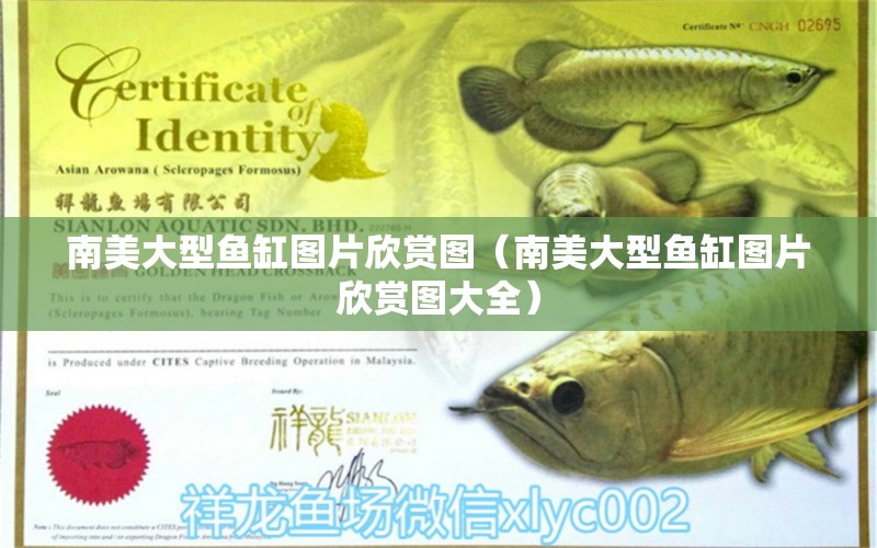 南美大型魚缸圖片欣賞圖（南美大型魚缸圖片欣賞圖大全） 觀賞魚市場（混養(yǎng)魚）