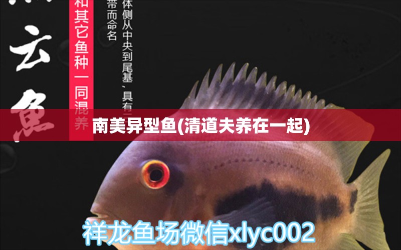 南美異型魚(yú)(清道夫養(yǎng)在一起) 南美異型魚(yú)