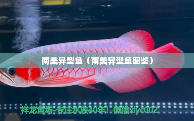 南美異型魚(yú)（南美異型魚(yú)圖鑒）