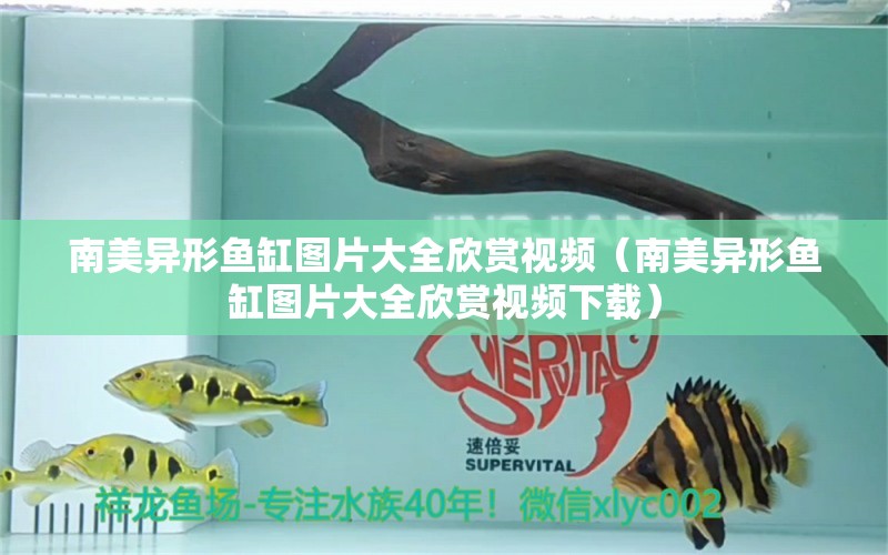 南美異形魚缸圖片大全欣賞視頻（南美異形魚缸圖片大全欣賞視頻下載） 祥龍水族醫(yī)院